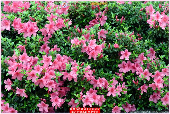 杜鵑（杜鵑花）