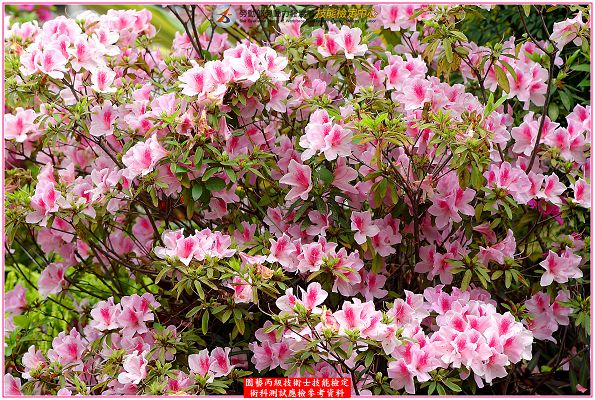 杜鵑（杜鵑花）