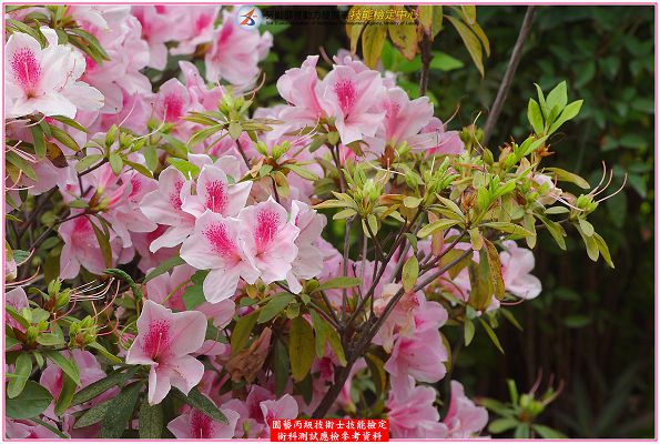 杜鵑（杜鵑花）