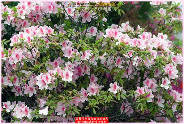 杜鵑（杜鵑花）