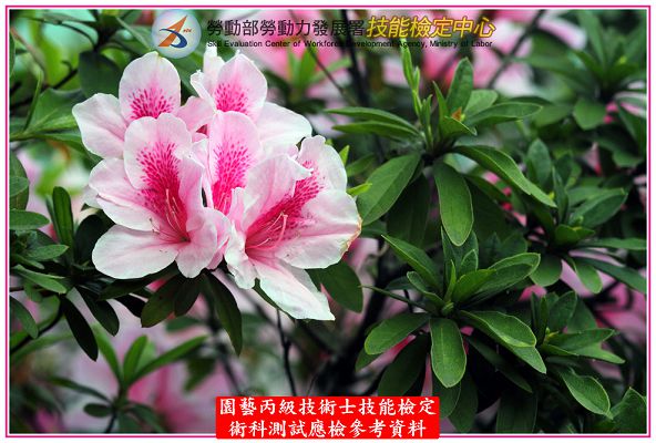 杜鵑（杜鵑花）