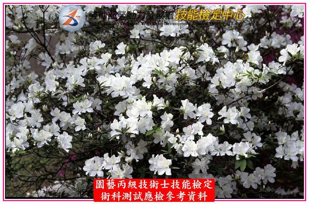 杜鵑（杜鵑花）