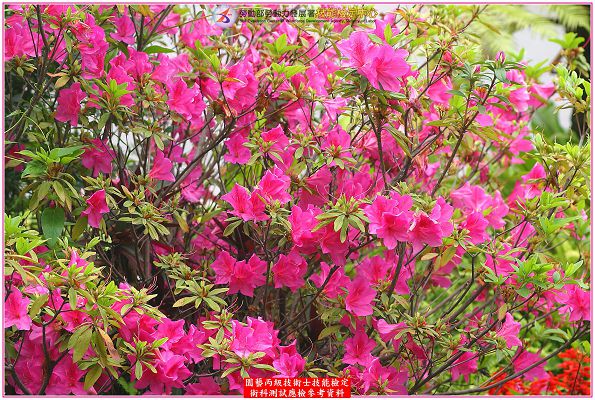 杜鵑（杜鵑花）