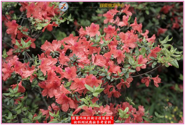 杜鵑（杜鵑花）