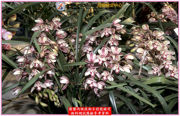 東亞蘭(虎頭蘭)