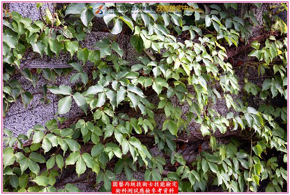 爬牆虎（地錦）