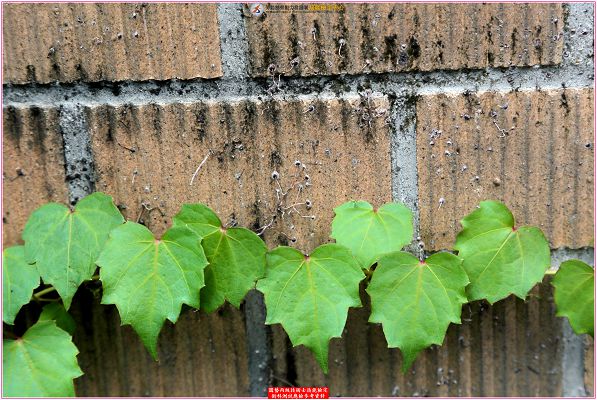 爬牆虎（地錦）