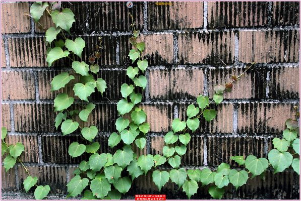 爬牆虎（地錦）