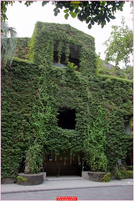 爬牆虎（地錦）