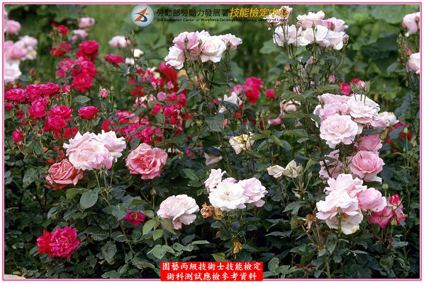 玫瑰（玫瑰花）