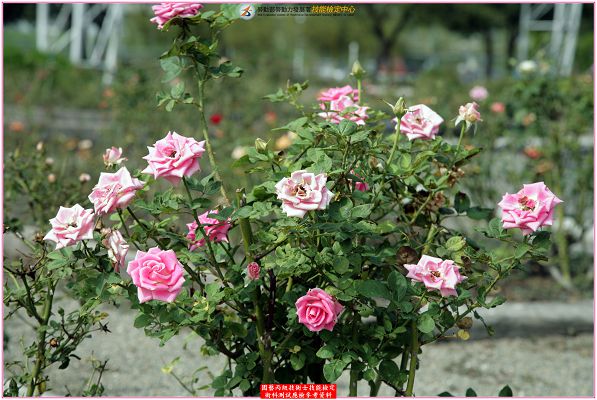 玫瑰（玫瑰花）