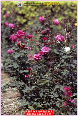 玫瑰（玫瑰花）