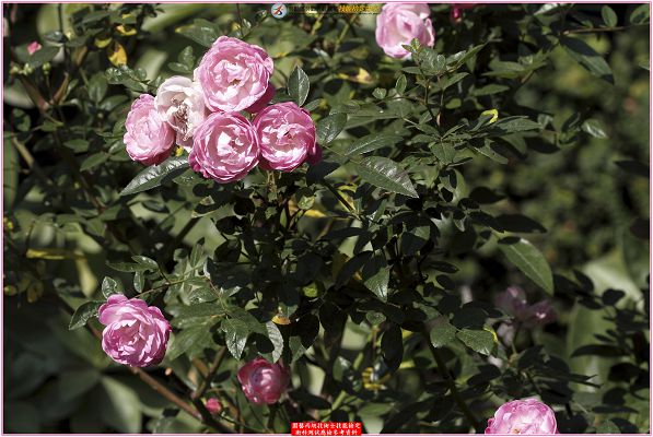 玫瑰（玫瑰花）