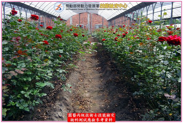 玫瑰（玫瑰花）