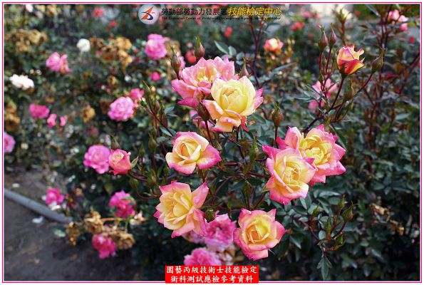 玫瑰（玫瑰花）