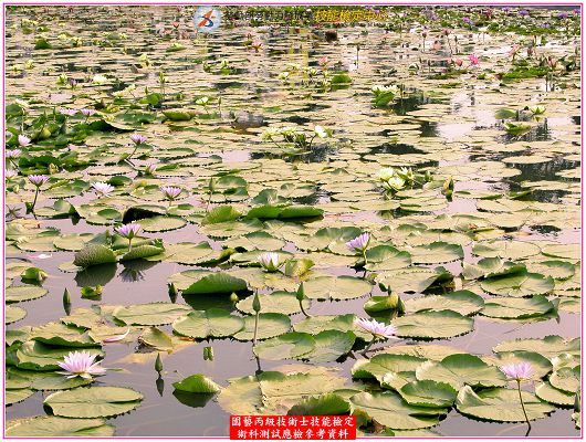 睡蓮