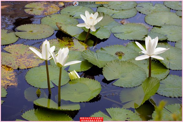 睡蓮