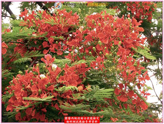 鳳凰木