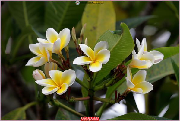 緬梔（雞蛋花）