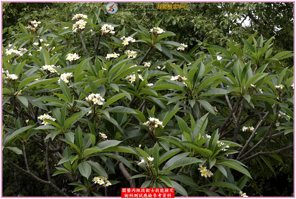 緬梔（雞蛋花）