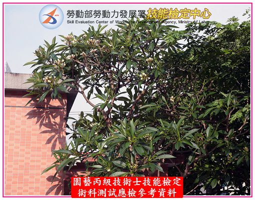 緬梔（雞蛋花）