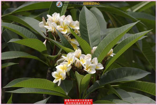 緬梔（雞蛋花）