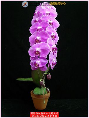 蝴蝶蘭