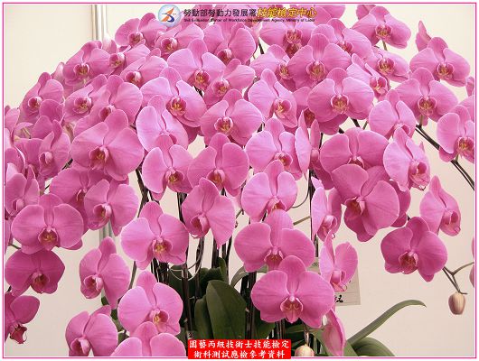 蝴蝶蘭