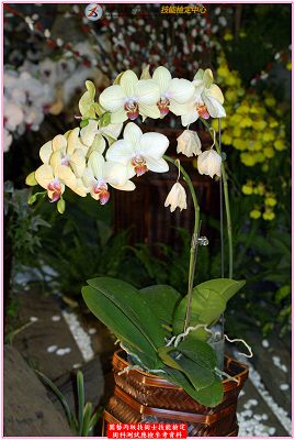 蝴蝶蘭