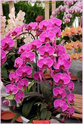 蝴蝶蘭
