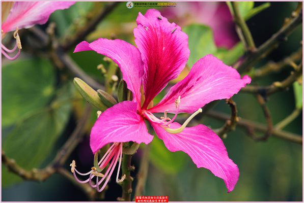 豔紫荆