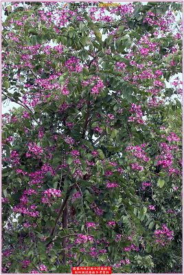 豔紫荆