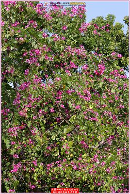豔紫荆