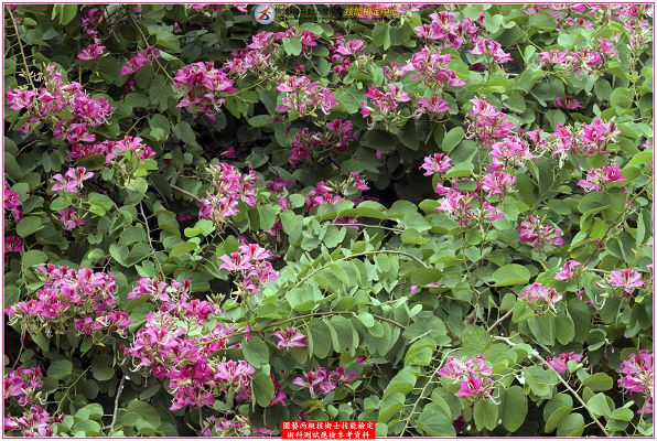 豔紫荆