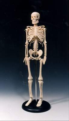 45公分人體骨骼模型