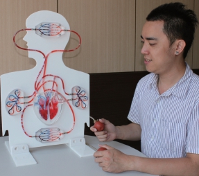 手動式血液循環模型