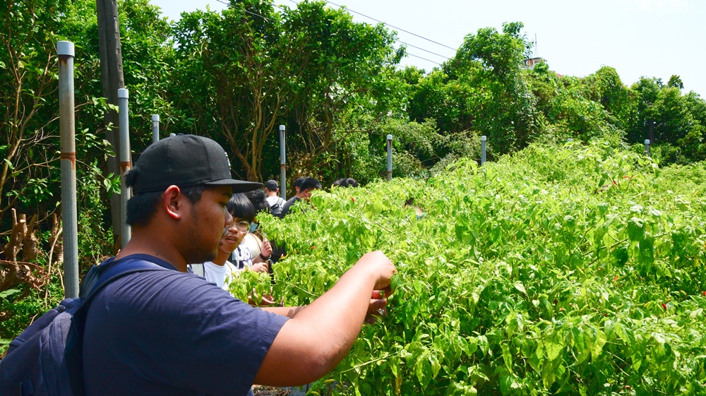 辣椒園導覽