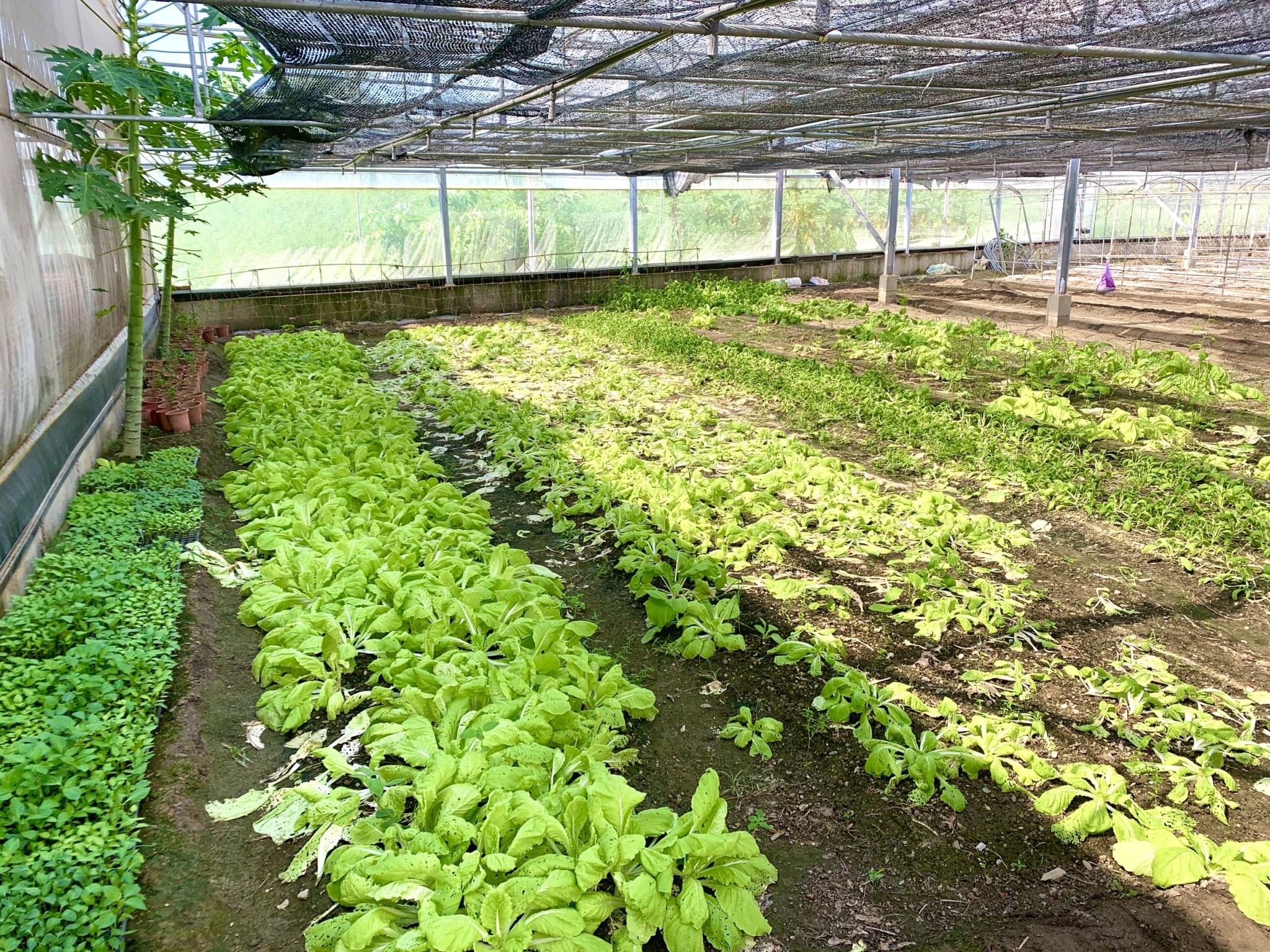 溫室蔬果區