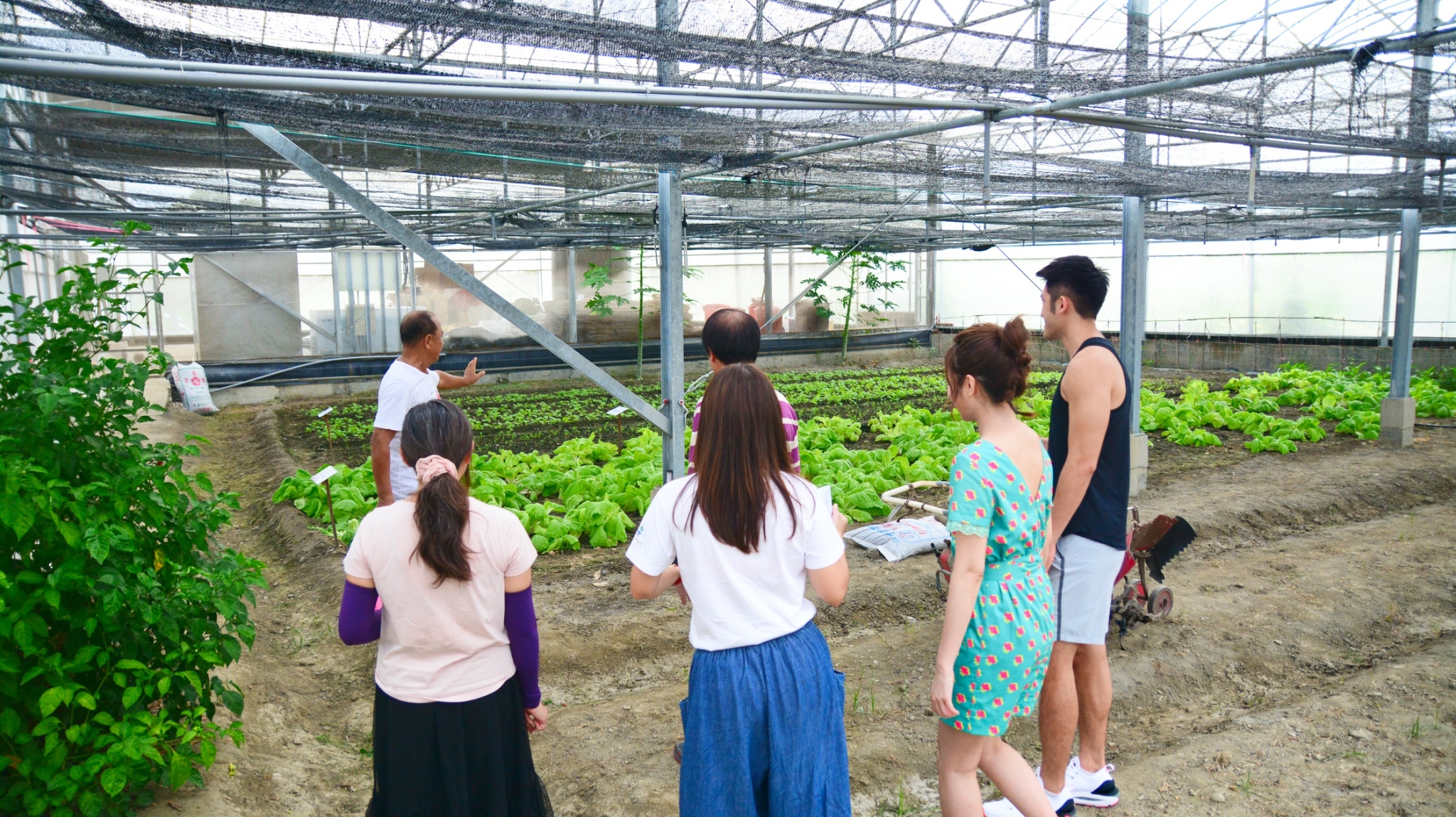 DIY活動介紹-溫室導覽