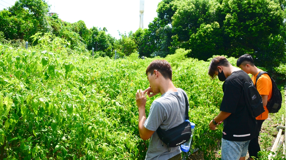 辣椒園導覽