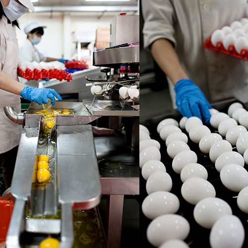 堅持健康，從自己打蛋開始