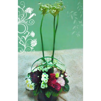 桌上盆花2-1