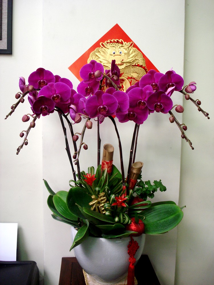 公司居家擺設蘭花