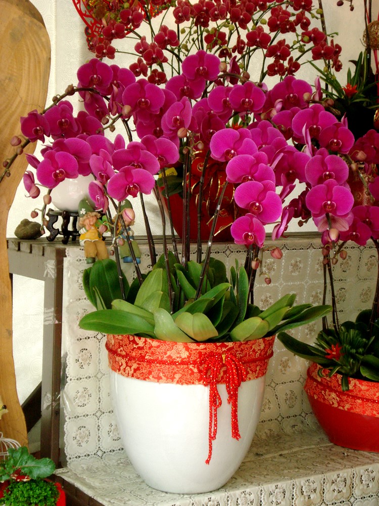 喜慶蘭花