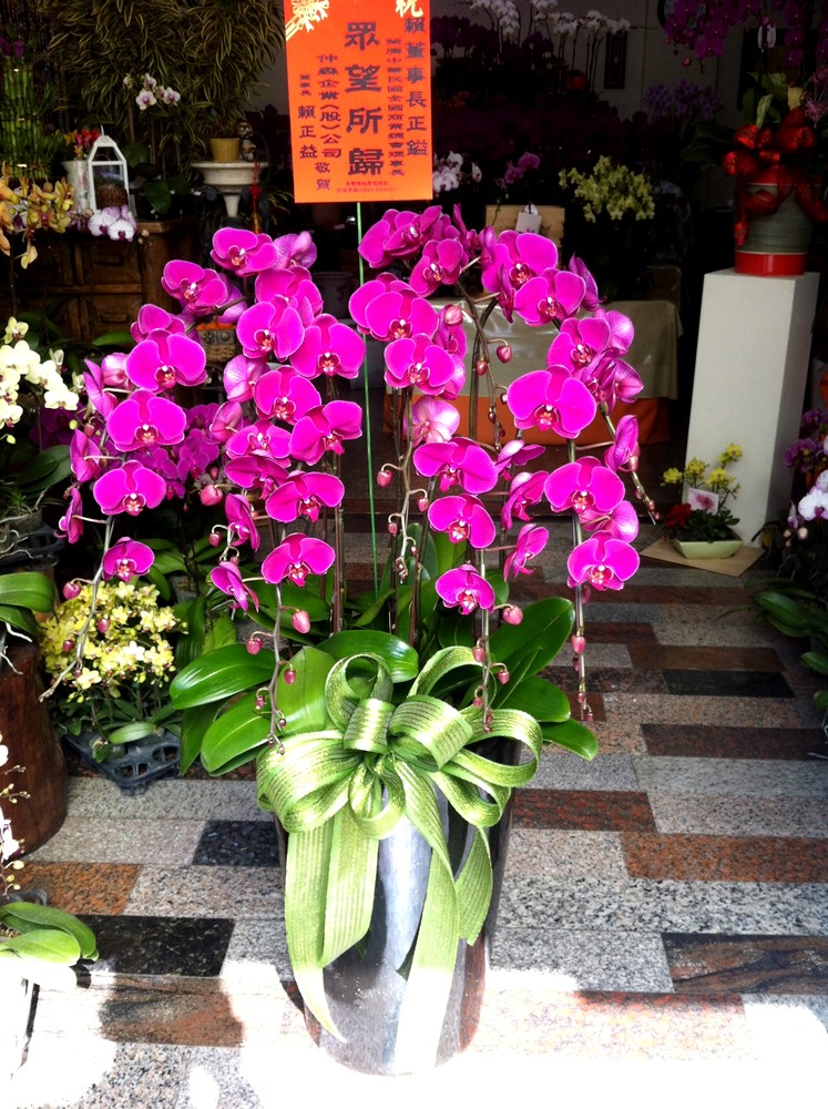 喜慶蘭花