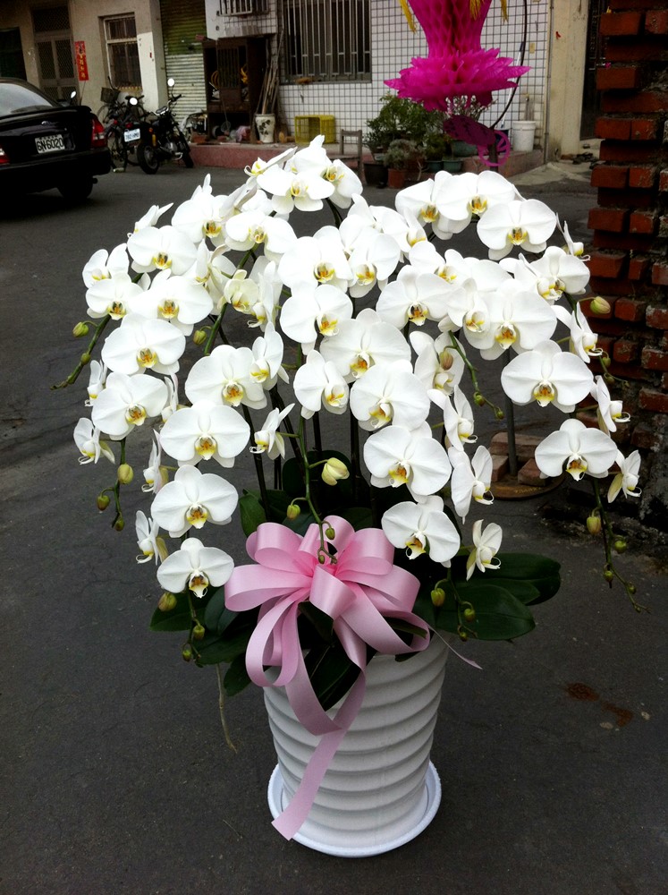 公司居家擺設蘭花