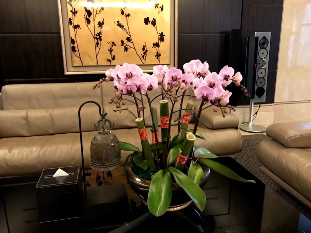 公司居家擺設蘭花