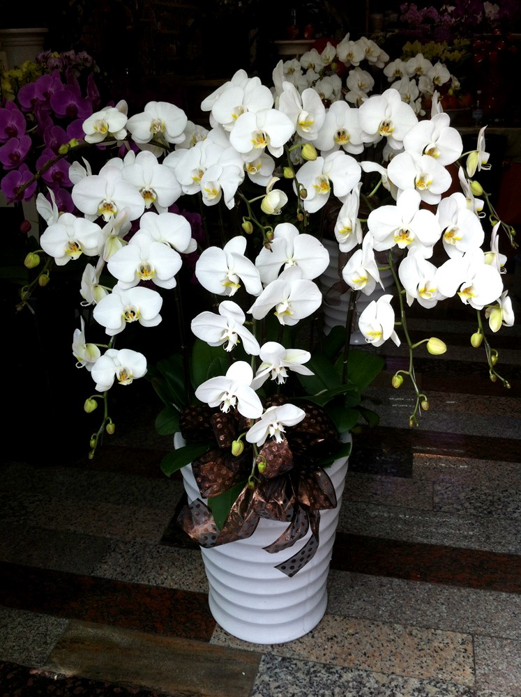 公司居家擺設蘭花