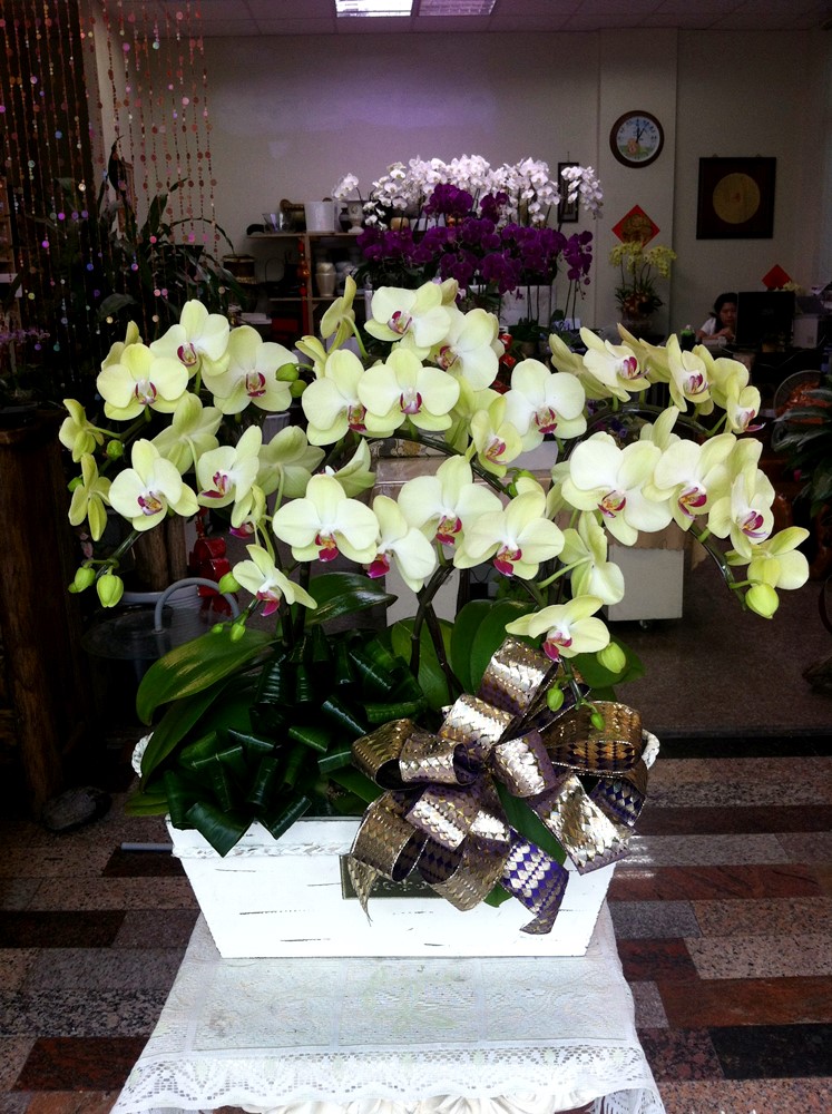 公司居家擺設蘭花