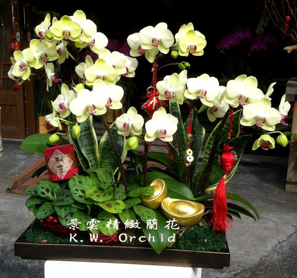 公司居家擺設蘭花